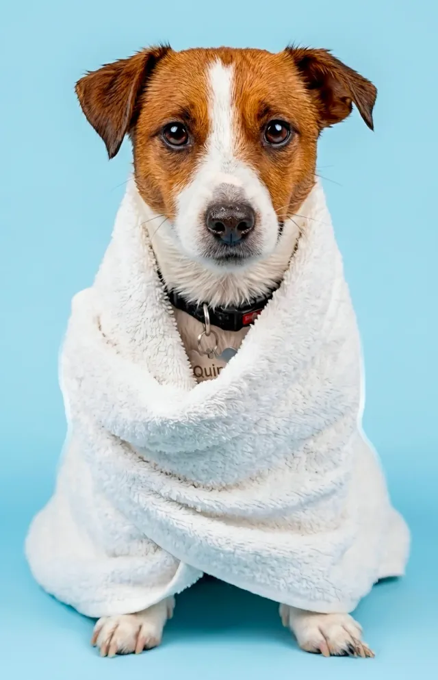 Fotografías de mascotas 4