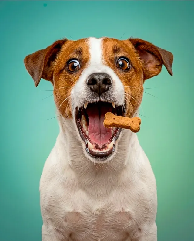 Fotografías de mascotas 3