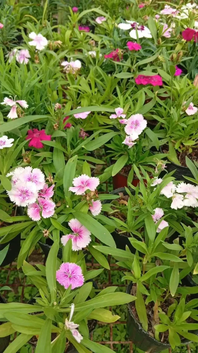 Plantines 4