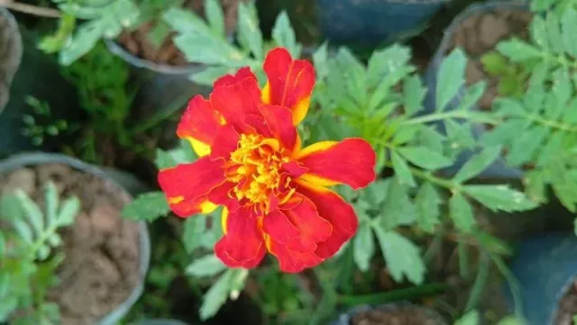 Plantines 6