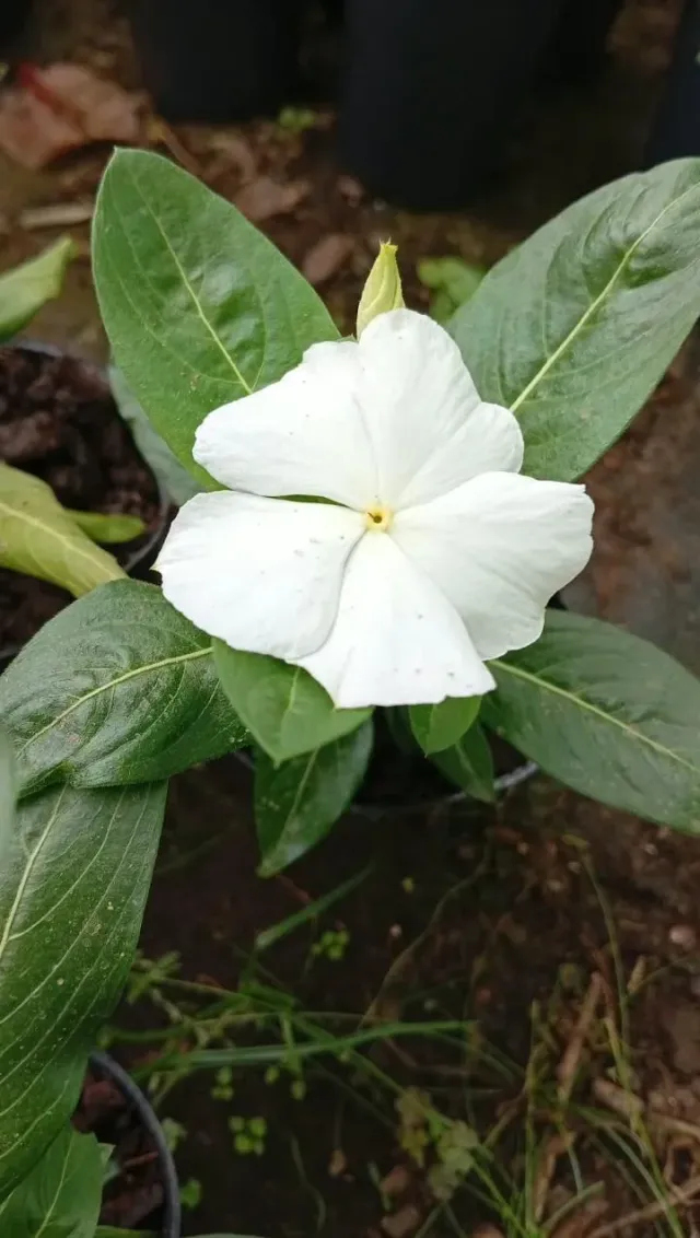 Plantines 3
