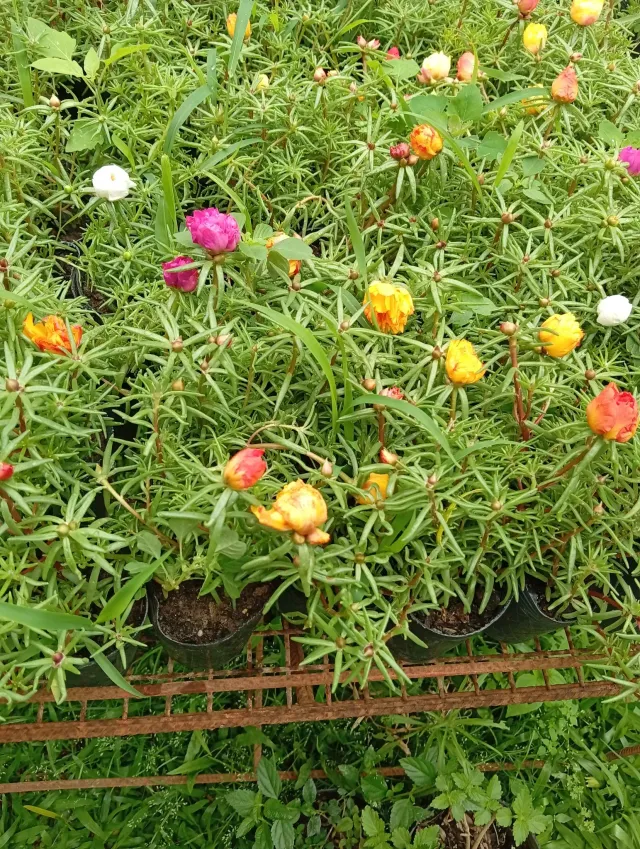Plantines