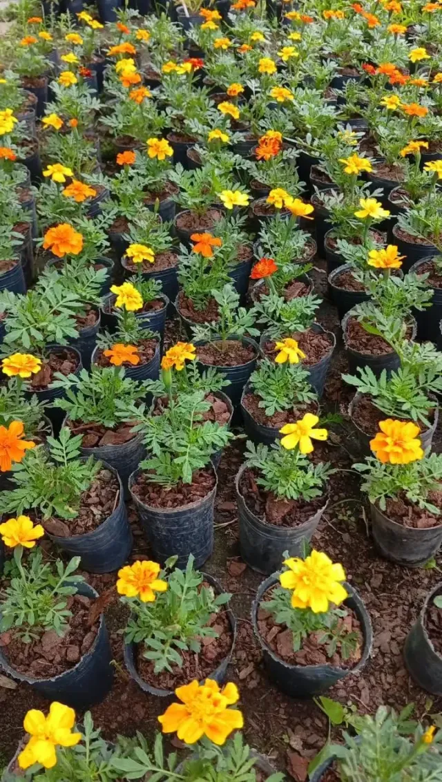 Plantines 5