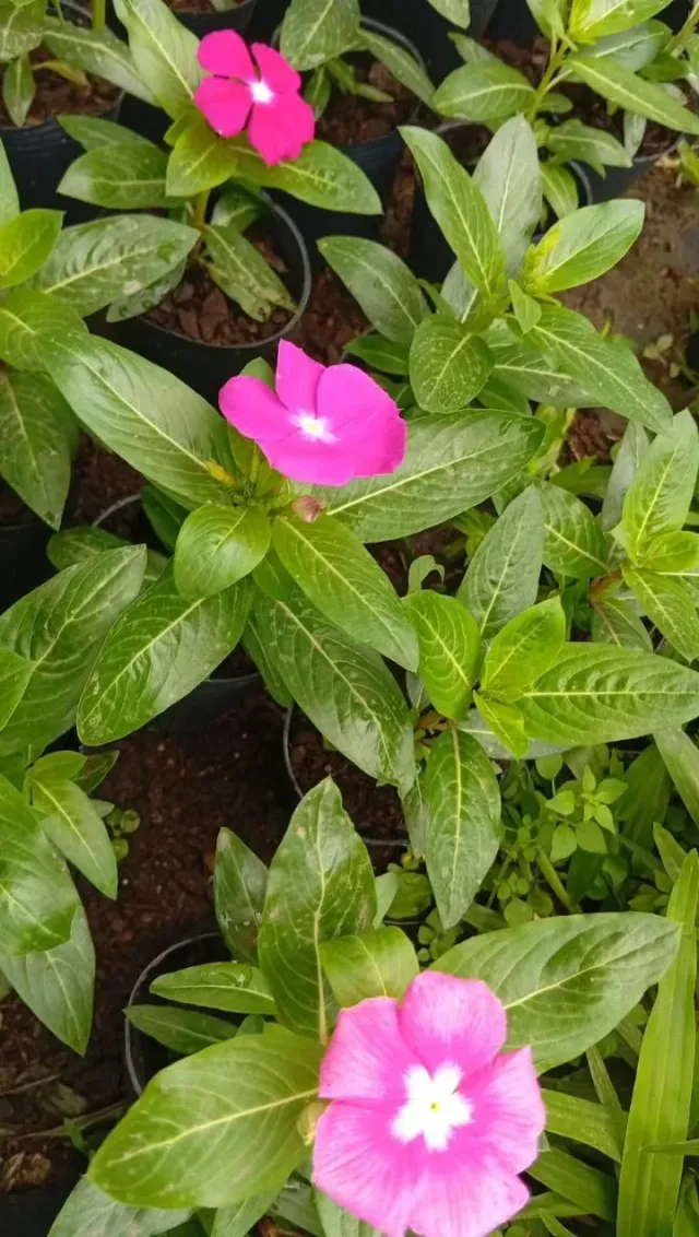 Plantines 2